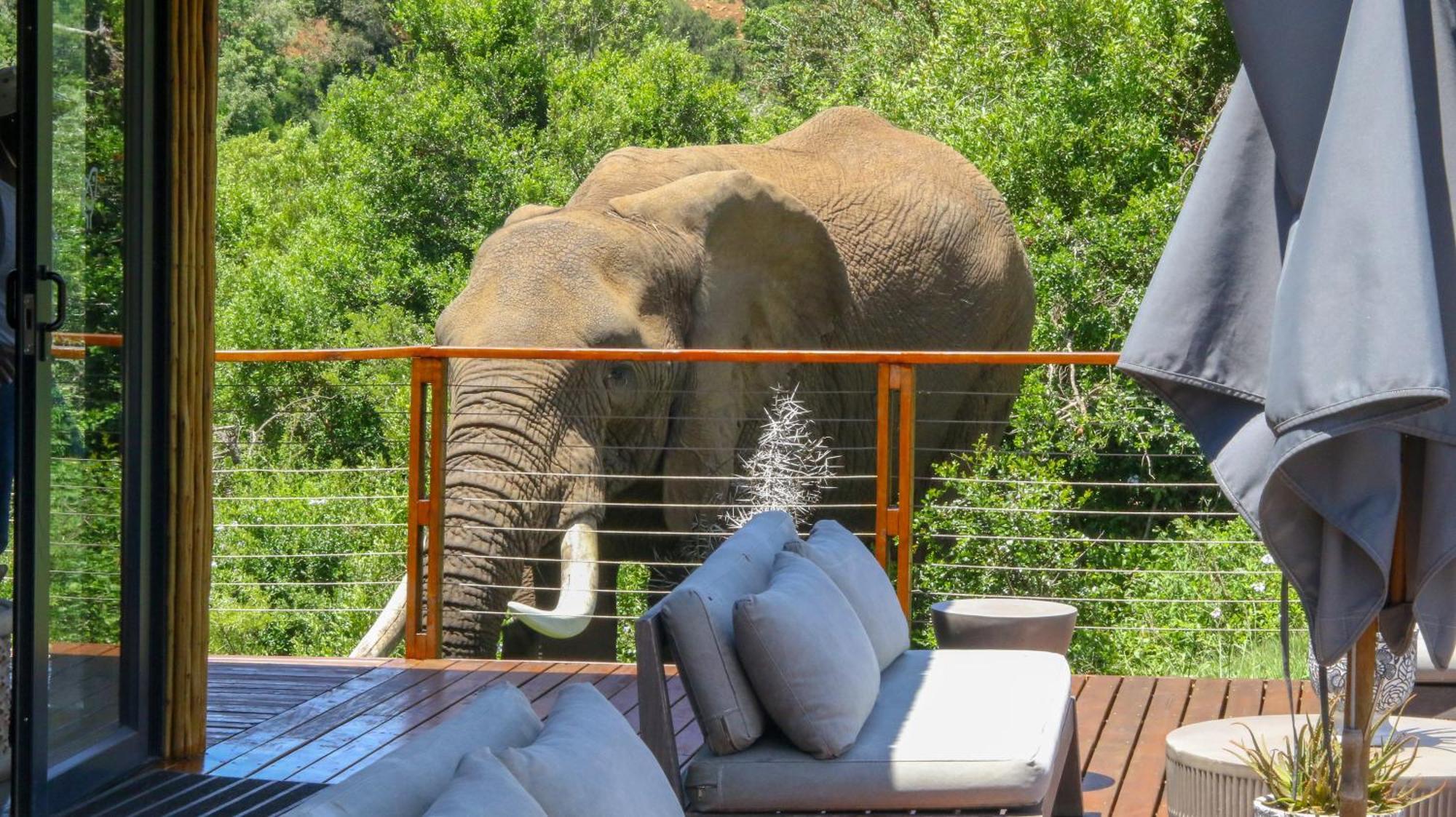 Barefoot Addo Elephant Lodge Extérieur photo